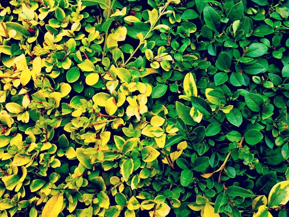 Hedge trimming
