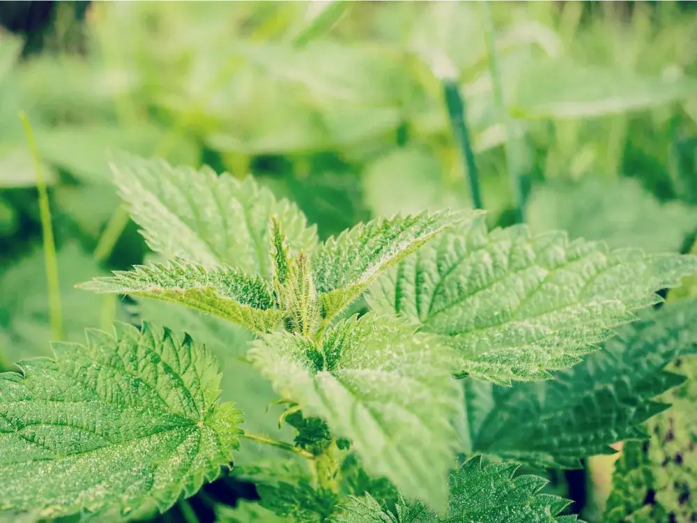 Weeds
